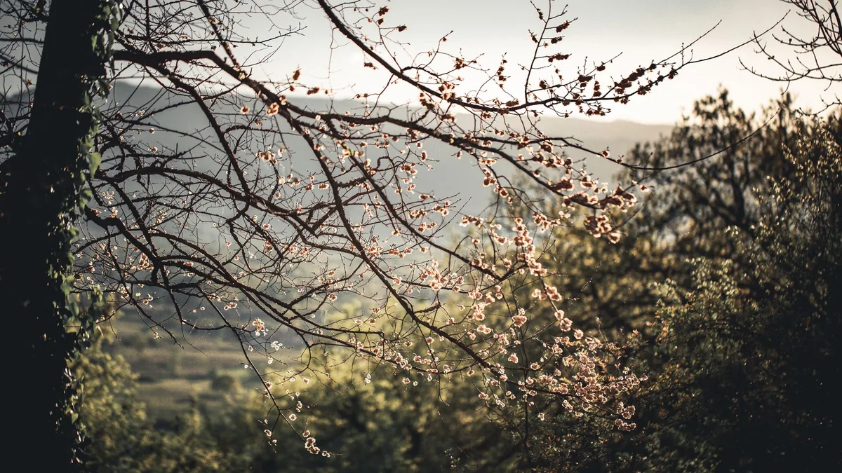 Beautiful spring blossoms against a serene forest backdrop in Podgorica, Montenegro.