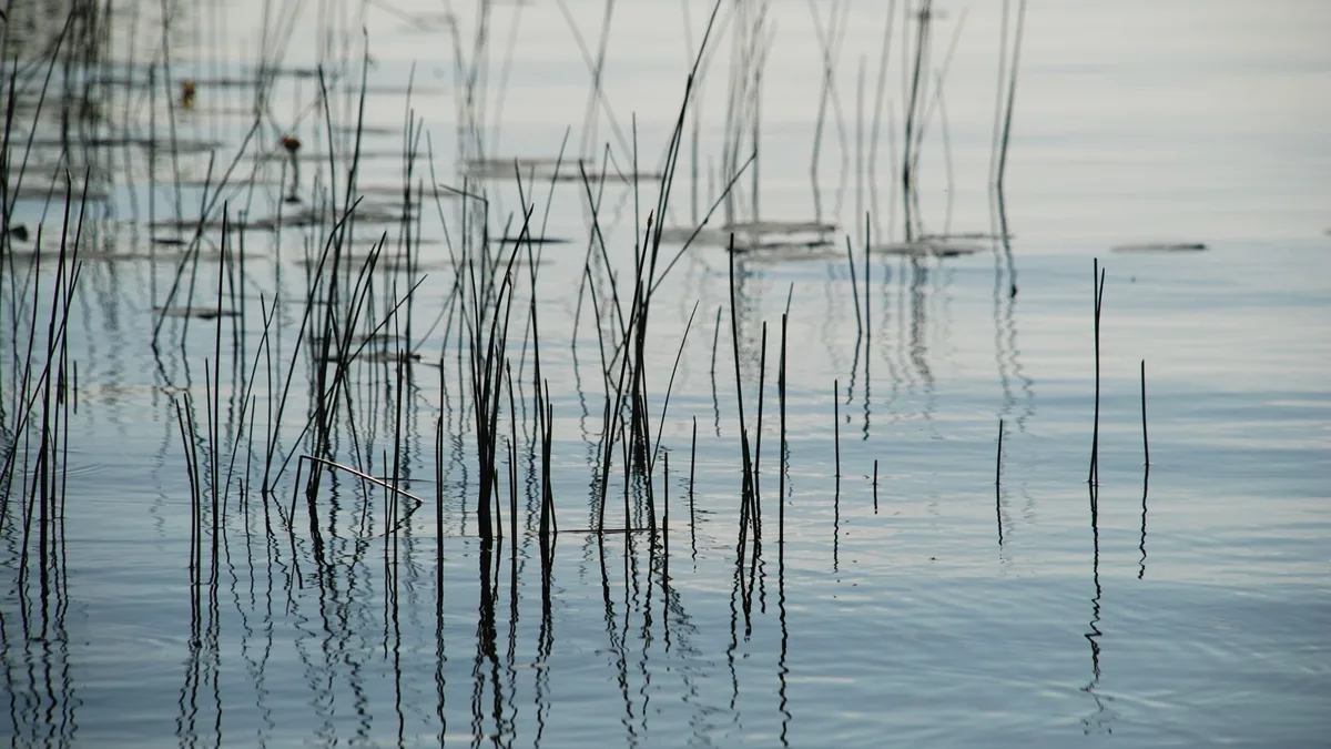 Serene view of reeds reflecting on the tranquil lake surface at daybreak.