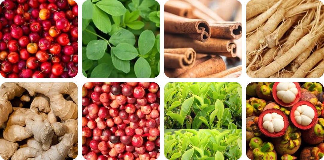 Nagano Tonic ingredients